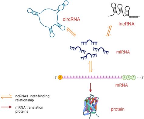 how are lncrnas similar to mirnas quizlet